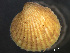  ( - HMSC174_03326)  @11 [ ] by-nc-sa  Unspecified Huntsman Marine Science Centre