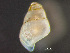  (Fargoa - HMSC174_03333)  @11 [ ] by-nc-sa  Unspecified Huntsman Marine Science Centre