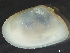  (Ameritella agilis - HMSC174-03573)  @11 [ ] by-nc-sa  Unspecified Huntsman Marine Science Centre