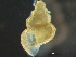 ( - HMSC174-03644)  @11 [ ] by-nc-sa  Unspecified Huntsman Marine Science Centre