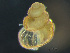  ( - HMSC174-03645)  @11 [ ] by-nc-sa  Unspecified Huntsman Marine Science Centre
