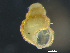  ( - HMSC174-03645)  @11 [ ] by-nc-sa  Unspecified Huntsman Marine Science Centre