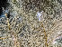  ( - HMSC174_01262)  @11 [ ] by-nc-sa  Unspecified Huntsman Marine Science Centre