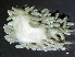  ( - HMSC174-01534)  @11 [ ] by-nc-sa  Unspecified Huntsman Marine Science Centre
