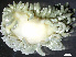  ( - HMSC174-01535)  @11 [ ] by-nc-sa  Unspecified Huntsman Marine Science Centre