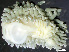  ( - HMSC174-01535)  @11 [ ] by-nc-sa  Unspecified Huntsman Marine Science Centre