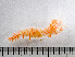  ( - HMSC174-00699)  @11 [ ] CreativeCommons - Attribution Non-Commercial Share-Alike (2023) Unspecified Huntsman Marine Science Centre