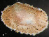  (Lyonsia arenosa - HMSC174-00835)  @11 [ ] by-nc-sa  Unspecified Huntsman Marine Science Centre