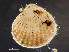  ( - HMSC174-00979)  @11 [ ] CreativeCommons - Attribution Non-Commercial Share-Alike (2023) Unspecified Huntsman Marine Science Centre