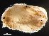  (Lyonsia - HMSC174-00980)  @11 [ ] CreativeCommons - Attribution Non-Commercial Share-Alike (2023) Unspecified Huntsman Marine Science Centre