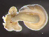  (Lineus sanguineus - HMSC174-01673)  @11 [ ] by-nc-sa  Unspecified Huntsman Marine Science Centre