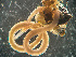  ( - HMSC174-03407)  @11 [ ] by-nc-sa  Unspecified Huntsman Marine Science Centre
