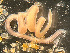  ( - HMSC174-03408)  @11 [ ] by-nc-sa  Unspecified Huntsman Marine Science Centre