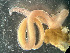  ( - HMSC174-03408)  @11 [ ] by-nc-sa  Unspecified Huntsman Marine Science Centre