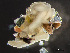  ( - HMSC174-03412)  @11 [ ] by-nc-sa  Unspecified Huntsman Marine Science Centre