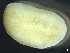  (Discocelidae - HMSC174_03471)  @11 [ ] by-nc-sa  Unspecified Huntsman Marine Science Centre