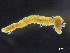  ( - HMSC174-03597)  @11 [ ] by-nc-sa  Unspecified Huntsman Marine Science Centre