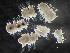  ( - HMSC174_01055)  @11 [ ] by-nc-sa  Unspecified Huntsman Marine Science Centre