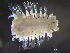  ( - HMSC174_01055)  @11 [ ] by-nc-sa  Unspecified Huntsman Marine Science Centre