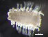  ( - HMSC174_01055)  @11 [ ] by-nc-sa  Unspecified Huntsman Marine Science Centre