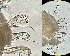  ( - HMSC174_01155)  @11 [ ] by-nc-sa  Unspecified Huntsman Marine Science Centre