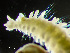  ( - HMSC174_01155)  @11 [ ] by-nc-sa  Unspecified Huntsman Marine Science Centre