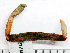  ( - HMSC174-01516B)  @11 [ ] by-nc-sa  Unspecified Huntsman Marine Science Centre