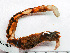  ( - HMSC174-01516D)  @11 [ ] by-nc-sa  Unspecified Huntsman Marine Science Centre