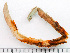  ( - HMSC174-01516E)  @11 [ ] by-nc-sa  Unspecified Huntsman Marine Science Centre