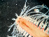  ( - HMSC174-01646)  @11 [ ] by-nc-sa  Unspecified Huntsman Marine Science Centre