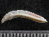  ( - HMSC174_01852)  @11 [ ] by-nc-sa  Unspecified Huntsman Marine Science Centre