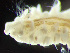  ( - HMSC174_01936)  @11 [ ] by-nc-sa  Unspecified Huntsman Marine Science Centre