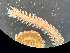  ( - HMSC174_02402)  @11 [ ] by-nc-sa  Unspecified Huntsman Marine Science Centre