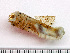  (Pectinaria gouldii - HMSC174_02959)  @11 [ ] by-nc-sa  Unspecified Huntsman Marine Science Centre