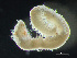  ( - HMSC174_02972)  @11 [ ] by-nc-sa  Unspecified Huntsman Marine Science Centre