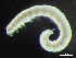  (Microphthalmus - HMSC174_03132)  @11 [ ] by-nc-sa  Unspecified Huntsman Marine Science Centre