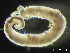  ( - HMSC174_03136)  @11 [ ] by-nc-sa  Unspecified Huntsman Marine Science Centre