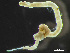  ( - HMSC174_03141)  @11 [ ] by-nc-sa  Unspecified Huntsman Marine Science Centre