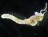  ( - HMSC174_03142)  @11 [ ] by-nc-sa  Unspecified Huntsman Marine Science Centre
