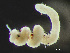  (Mediomastus ambiseta - HMSC174_03143)  @11 [ ] by-nc-sa  Unspecified Huntsman Marine Science Centre