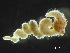  ( - HMSC174_03157)  @11 [ ] by-nc-sa  Unspecified Huntsman Marine Science Centre
