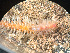  ( - HMSC174_03185)  @11 [ ] by-nc-sa  Unspecified Huntsman Marine Science Centre