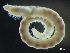  ( - HMSC174_03391)  @11 [ ] by-nc-sa  Unspecified Huntsman Marine Science Centre