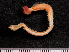  ( - HMSC174-03431)  @11 [ ] by-nc-sa  Unspecified Huntsman Marine Science Centre