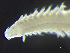  ( - HMSC174_03456)  @11 [ ] by-nc-sa  Unspecified Huntsman Marine Science Centre