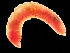  (Travisia carnea - HMSC174-03565)  @11 [ ] by-nc-sa  Unspecified Huntsman Marine Science Centre