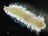  ( - HMSC174-03576)  @11 [ ] by-nc-sa  Unspecified Huntsman Marine Science Centre