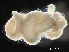  ( - HMSC174-03585)  @11 [ ] by-nc-sa  Unspecified Huntsman Marine Science Centre