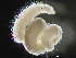  ( - HMSC174-03586)  @11 [ ] by-nc-sa  Unspecified Huntsman Marine Science Centre