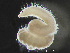  ( - HMSC174-03586)  @11 [ ] by-nc-sa  Unspecified Huntsman Marine Science Centre